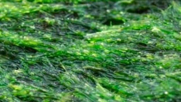 La espirulina, un alga muy apreciada en nutrición, se cultiva Fuerteventura