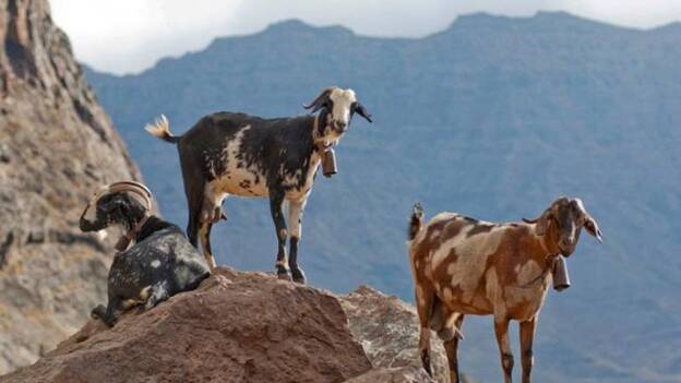 El Cabildo se plantea abatir las cabras salvajes