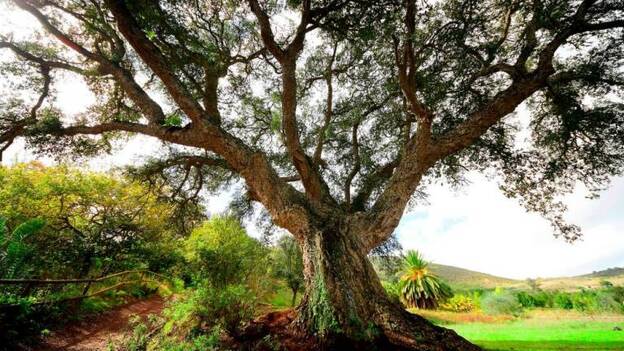 Especies de 5 continentes en Gran Canaria