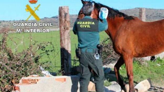 Vendían carne de caballo para consumo humano