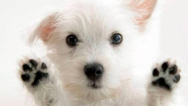 Tener un perro supone un gasto anual de 1.250 euros