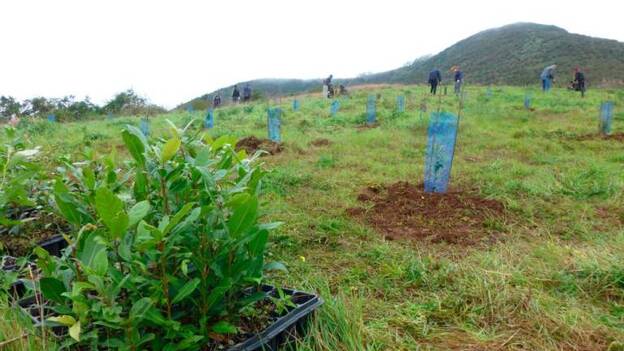 Asprocan y Foresta colaboran para recuperar la masa forestal de Gran Canaria en 2020