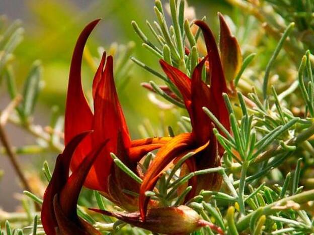 Botánicos españoles descubren una nueva planta en Canarias: ‘Lotus gomerythus’