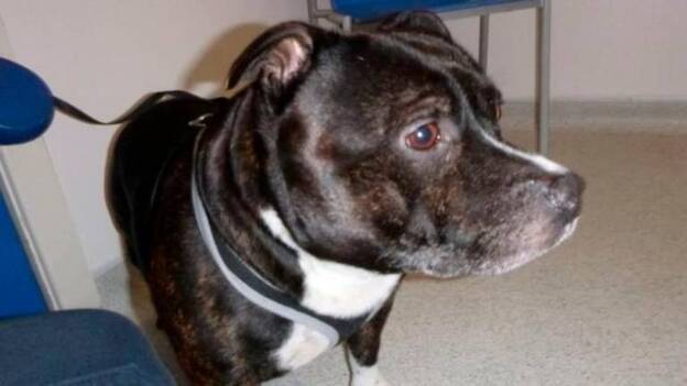 Sin dinero, abandona a su perra en una iglesia