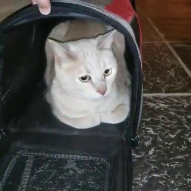 La familia del gato abandonado lo reclama