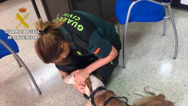 Denunciados por maltrato animal en Telde