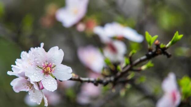 Los almendros florecen tras el fuego en la cumbre de Gran Canaria |  Canarias7