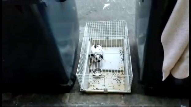 Abandona a su mascota en Las Alcaravaneras