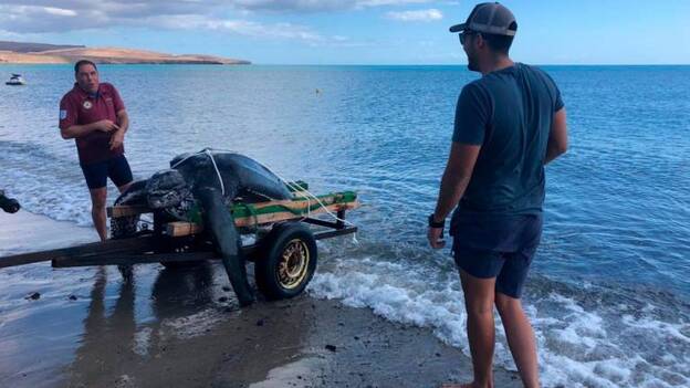 Medio Ambiente traslada una tortuga laúd de 300 kilos y dos metros de largo