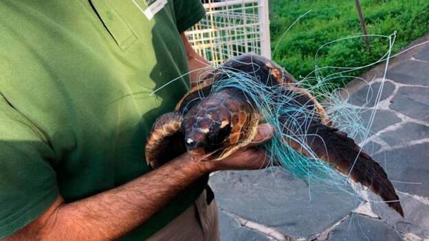 Un rescate con final feliz en El Confital