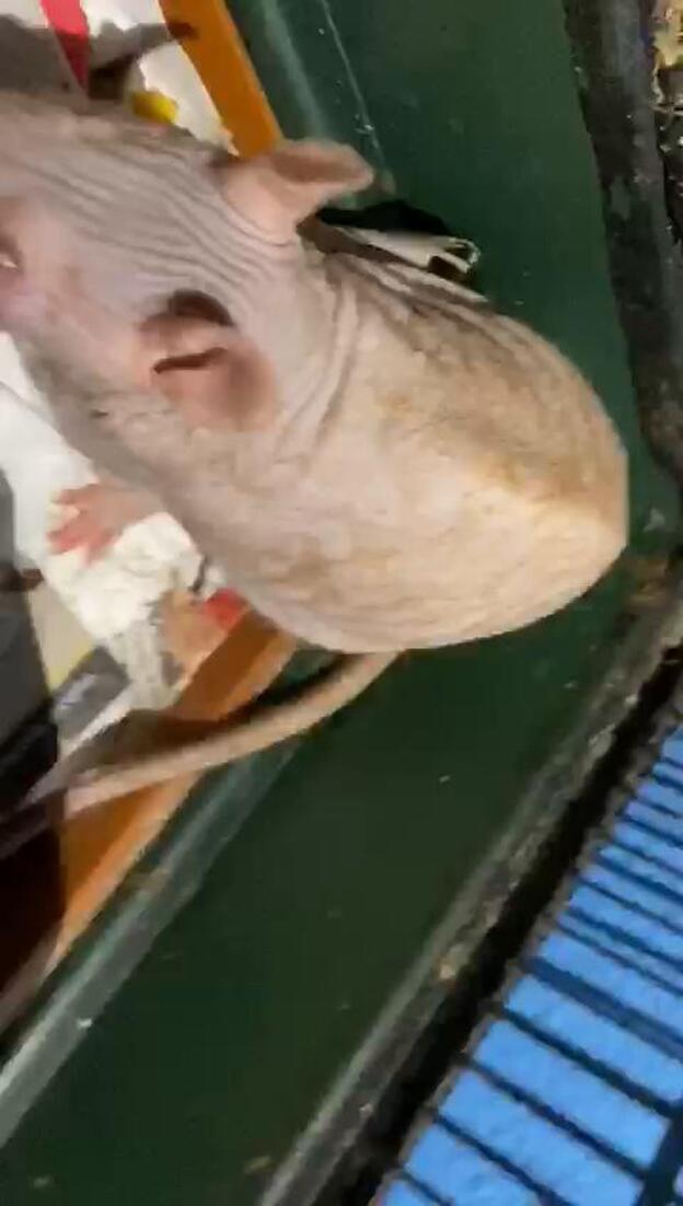 Abandonan una rata sin pelo en Hoya de La Plata