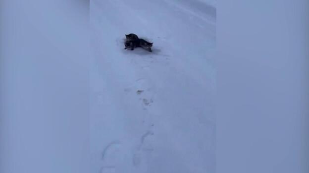 Particular rescate de tres gatos atrapados en la nieve