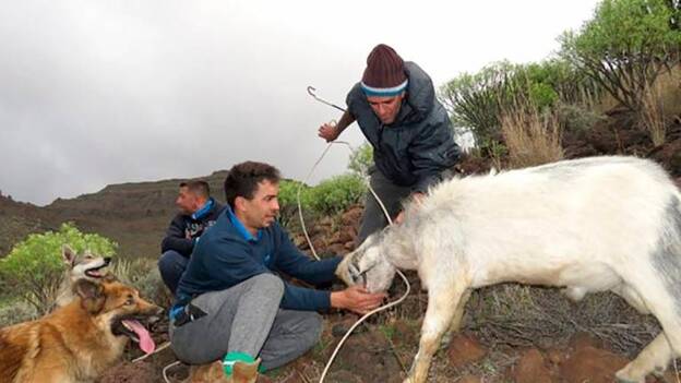 Las solicitudes de apañadas de cabras en 2020 y 2021 se reducen a 23