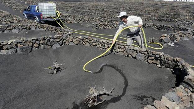 La sequía hace agonizar la viña y compromete la próxima cosecha