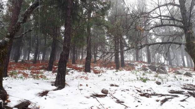 Estampas invernales durante la cuarentena