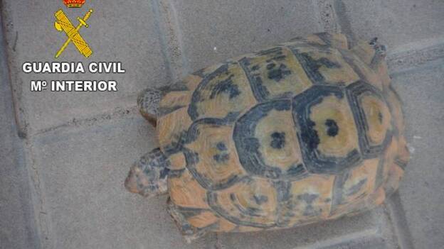 El Seprona recupera una especie de tortuga protegida en Pájara