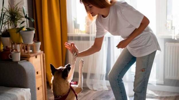 Juegos para mantener a las mascotas activas sin salir de casa