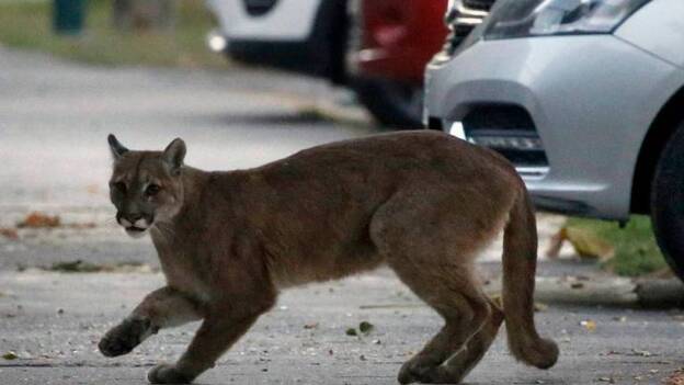 La fauna recoloniza la ciudad