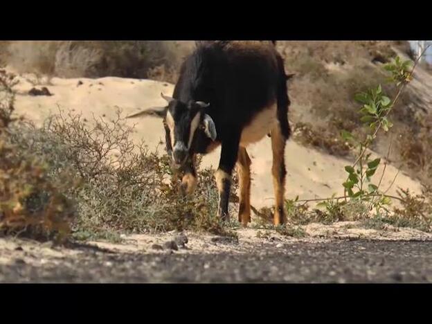 Corralejo vacío y con las cabras pastando