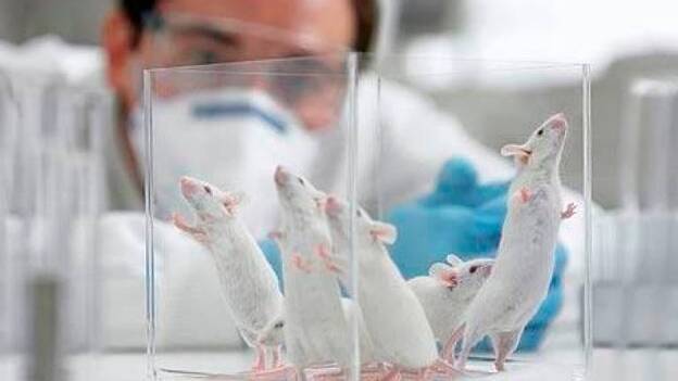 ¿Por qué prueban la vacuna del coronavirus en ratones si no lo sufren?