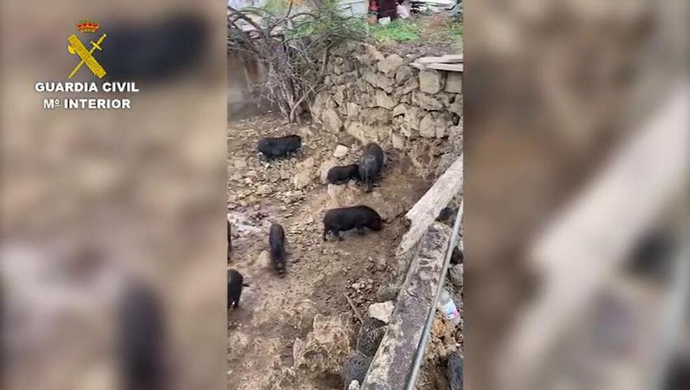 El Seprona halla cerdos y perros en pésimo estado