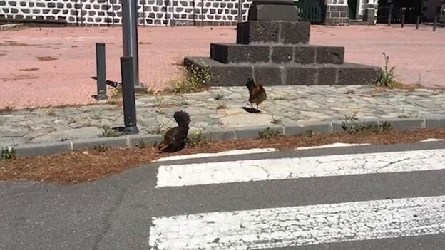 Confinamiento con spa del burro Bartolo