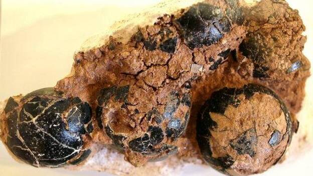 Piden proteger el patrimonio paleontológico de Canarias