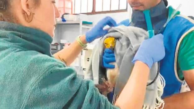 Dos guirres muertos y otro más grave por envenamiento en Cofete