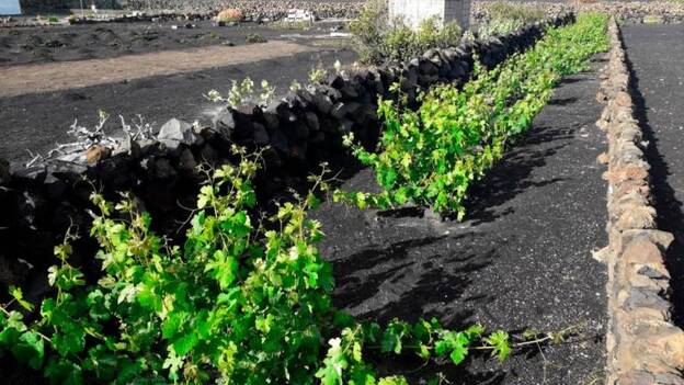 Las bodegas buscan dar salida a casi 2 millones de litros de vino