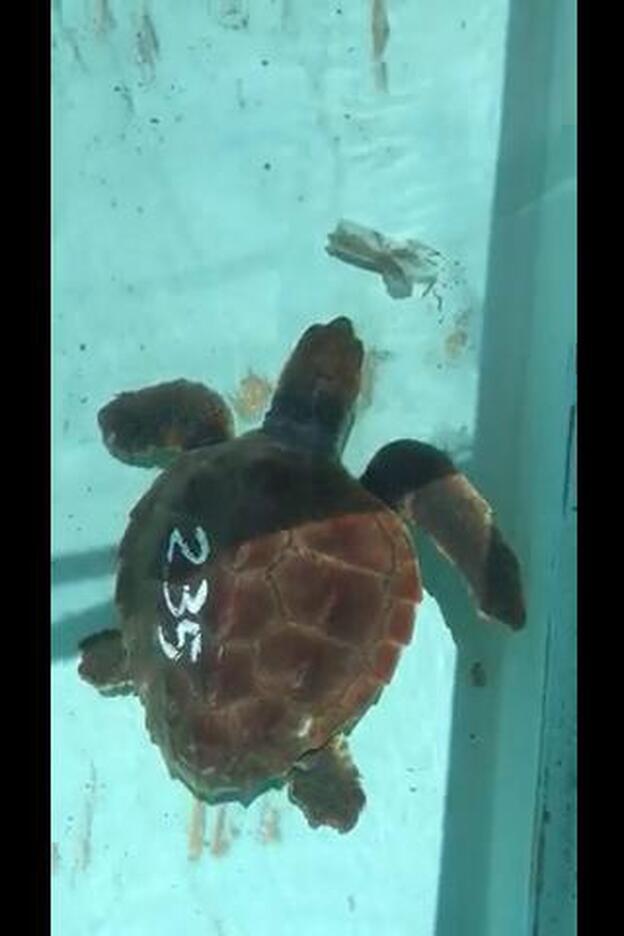 Hallan 100 trozos de macroplásticos dentro de una tortuga