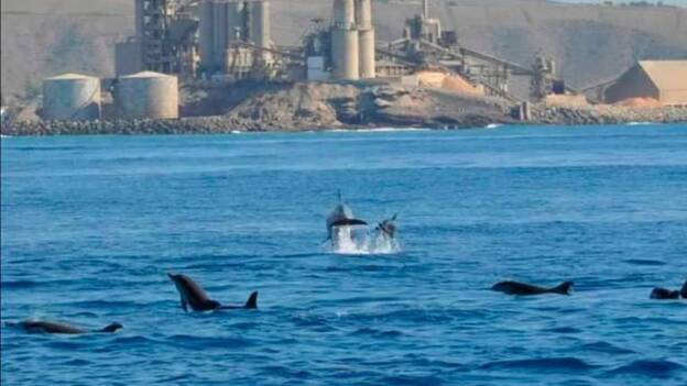 Delfines frente a la cementera en el sur