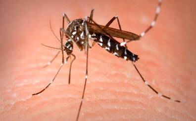 El mosquito tigre transmite 22 virus, pero no la Covid-19