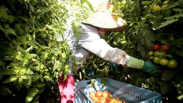 Tuineje prepara un mercadillo agrícola en Gran Tarajal una vez al mes