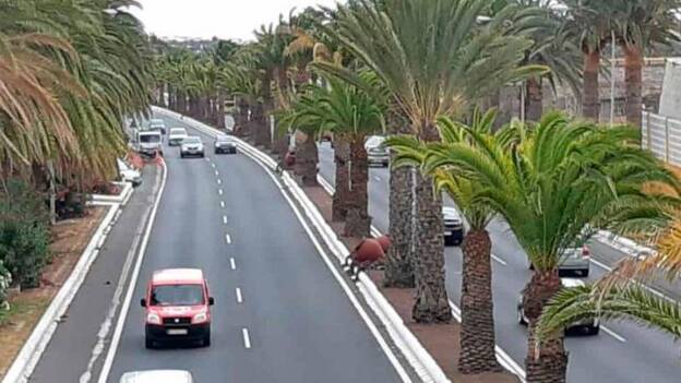 Se hace pasar por perito judicial