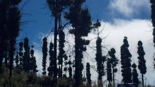 El pino reverdece la cumbre de Gran Canaria