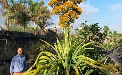 El agave caribeño gigante del Jardín Botánico florece tras 30 años