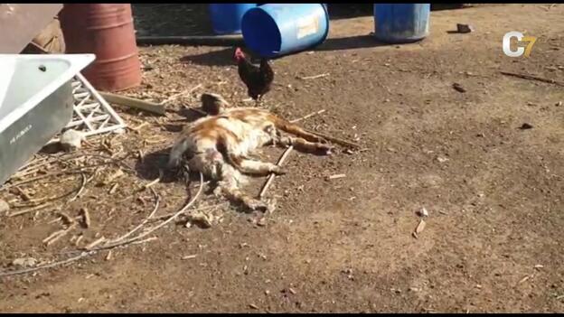 «Más que una finca, aquello es una carnicería»