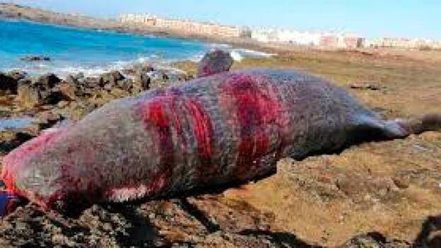 Un problema con la gestación, posible causa de la muerte del cachalote