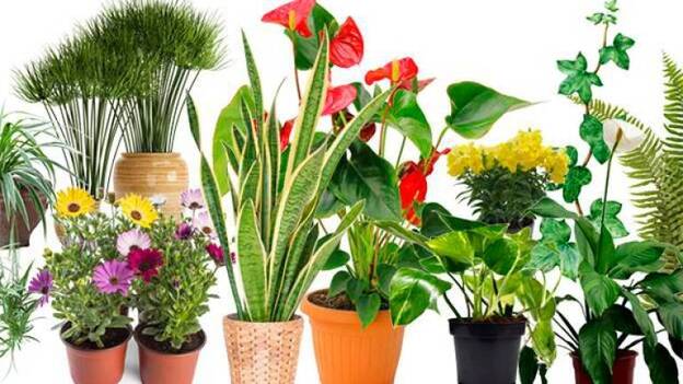 Diez plantas que limpian el aire de casa