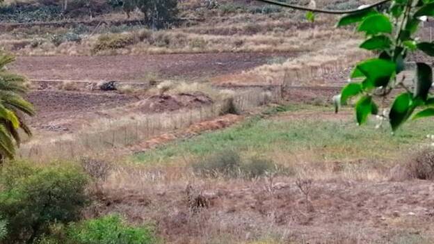 San Lorenzo está harto de las moscas