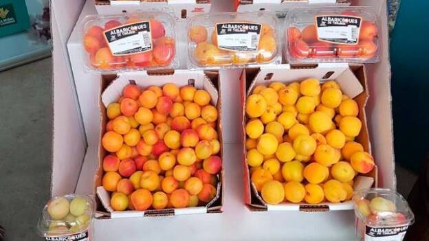 La cosecha de albaricoque cae un 75% por las calimas y la sequía