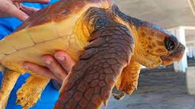La Tahonilla ha atendido desde noviembre a 14 tortugas heridas por plásticos
