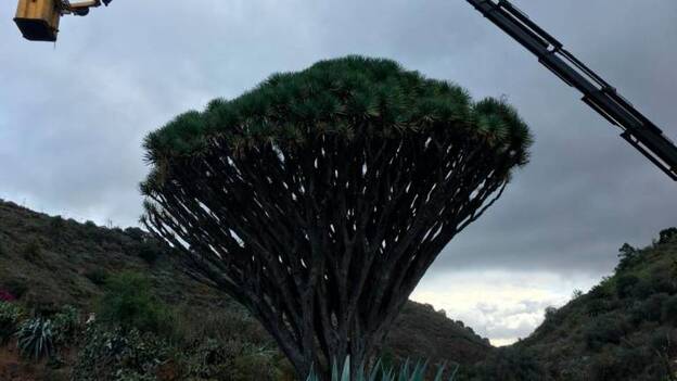 Curas en el drago de Pino Santo