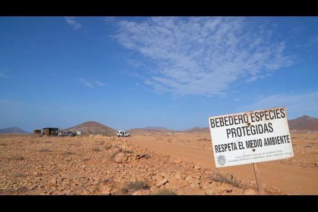 Liberan un ejemplar de guirre en Fuerteventura