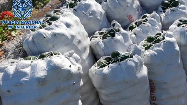 Roba 150 kilos de aguacates de una finca