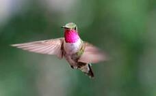 Los colores ultravioleta del colibrí
