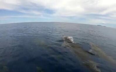 Graban a varios delfines nadando en Famara