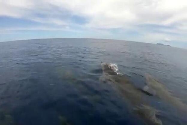 Graban a varios delfines nadando en Famara
