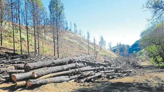 Evitar la erosión tras el fuego de 2019