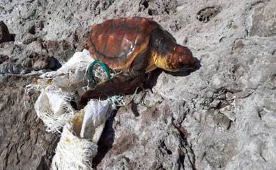 Rescatada una tortuga de 38 kilos en Gran Canaria
